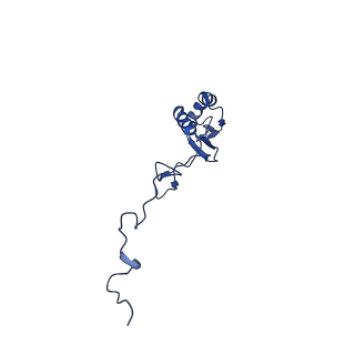 16897_8oir_Bs_v1-0
55S human mitochondrial ribosome with mtRF1 and P-site tRNA