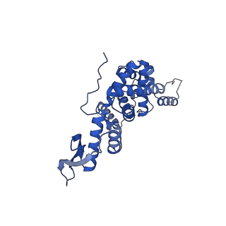 16897_8oir_Bt_v1-0
55S human mitochondrial ribosome with mtRF1 and P-site tRNA