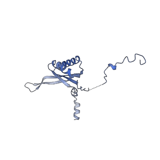 16897_8oir_Bw_v1-0
55S human mitochondrial ribosome with mtRF1 and P-site tRNA