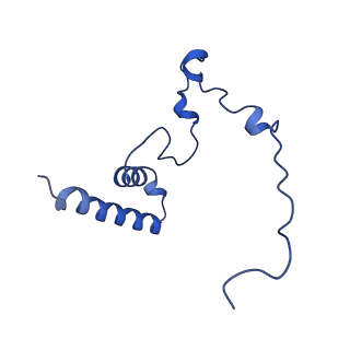 16897_8oir_Bz_v1-0
55S human mitochondrial ribosome with mtRF1 and P-site tRNA