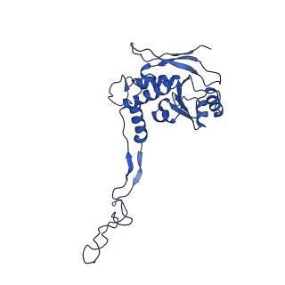 16899_8oit_BN_v1-0
39S human mitochondrial large ribosomal subunit with mtRF1 and P-site tRNA