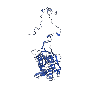 16899_8oit_Bm_v1-0
39S human mitochondrial large ribosomal subunit with mtRF1 and P-site tRNA