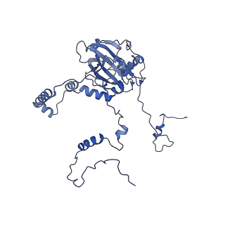 16899_8oit_Bn_v1-0
39S human mitochondrial large ribosomal subunit with mtRF1 and P-site tRNA