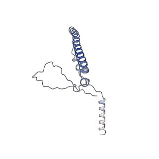 16899_8oit_Bp_v1-0
39S human mitochondrial large ribosomal subunit with mtRF1 and P-site tRNA