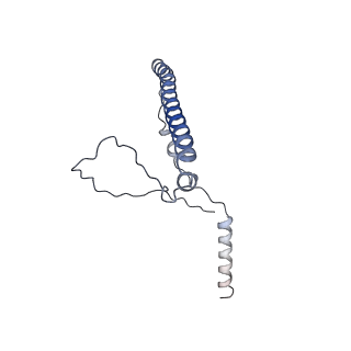 16899_8oit_Bp_v2-0
39S human mitochondrial large ribosomal subunit with mtRF1 and P-site tRNA