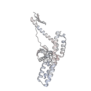 12937_7oj0_8_v1-1
Cryo-EM structure of 70S ribosome stalled with TnaC peptide and RF2