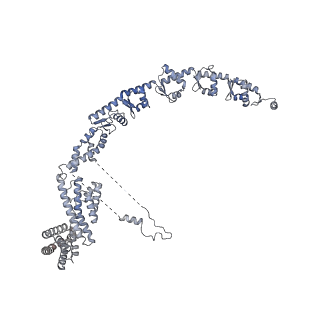 16902_8oj0_A_v1-2
60S ribosomal subunit bound to the E3-UFM1 complex - state 2 (native)