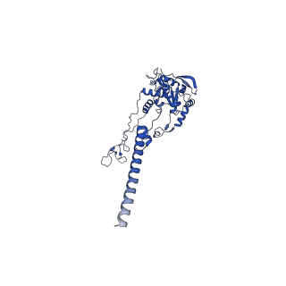 16902_8oj0_LC_v1-2
60S ribosomal subunit bound to the E3-UFM1 complex - state 2 (native)