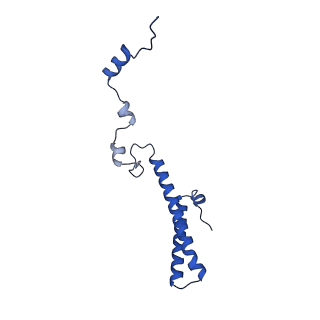 16902_8oj0_Lh_v1-2
60S ribosomal subunit bound to the E3-UFM1 complex - state 2 (native)