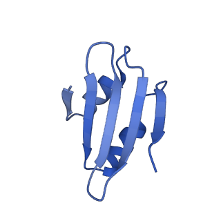 16902_8oj0_Lk_v1-2
60S ribosomal subunit bound to the E3-UFM1 complex - state 2 (native)