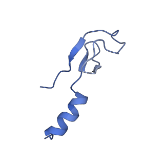 16902_8oj0_Lm_v1-2
60S ribosomal subunit bound to the E3-UFM1 complex - state 2 (native)