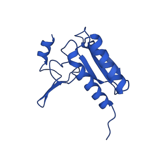 16902_8oj0_Lr_v1-2
60S ribosomal subunit bound to the E3-UFM1 complex - state 2 (native)