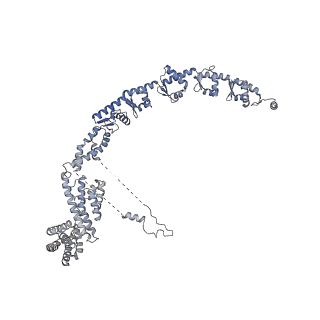 16905_8oj5_A_v1-2
60S ribosomal subunit bound to the E3-UFM1 complex - state 3 (in-vitro reconstitution)