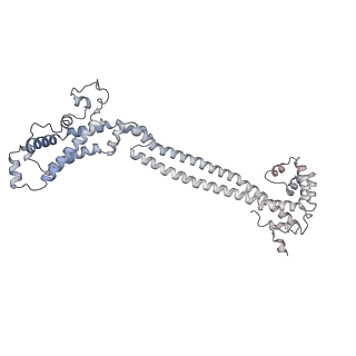 16905_8oj5_B_v1-2
60S ribosomal subunit bound to the E3-UFM1 complex - state 3 (in-vitro reconstitution)