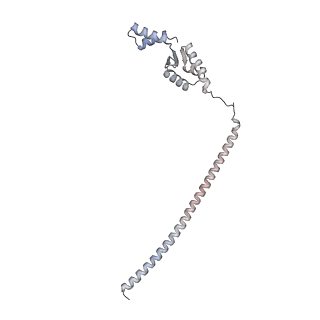 16905_8oj5_C_v1-2
60S ribosomal subunit bound to the E3-UFM1 complex - state 3 (in-vitro reconstitution)