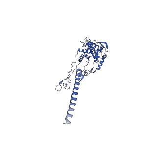 16905_8oj5_LC_v1-2
60S ribosomal subunit bound to the E3-UFM1 complex - state 3 (in-vitro reconstitution)