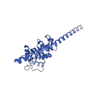 16905_8oj5_LF_v1-2
60S ribosomal subunit bound to the E3-UFM1 complex - state 3 (in-vitro reconstitution)