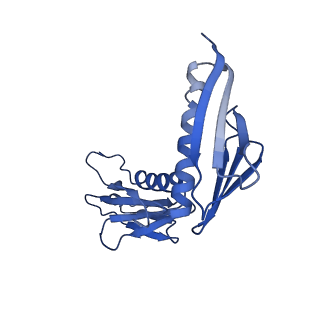 16905_8oj5_LH_v1-2
60S ribosomal subunit bound to the E3-UFM1 complex - state 3 (in-vitro reconstitution)