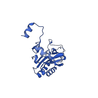 16905_8oj5_LI_v1-2
60S ribosomal subunit bound to the E3-UFM1 complex - state 3 (in-vitro reconstitution)