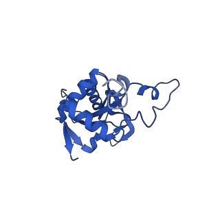 16905_8oj5_LJ_v1-2
60S ribosomal subunit bound to the E3-UFM1 complex - state 3 (in-vitro reconstitution)