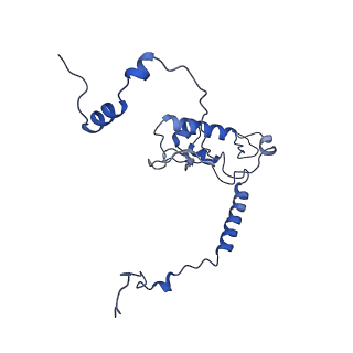 16905_8oj5_LL_v1-2
60S ribosomal subunit bound to the E3-UFM1 complex - state 3 (in-vitro reconstitution)