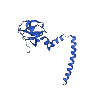 16905_8oj5_LM_v1-2
60S ribosomal subunit bound to the E3-UFM1 complex - state 3 (in-vitro reconstitution)