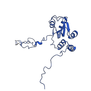 16905_8oj5_LQ_v1-2
60S ribosomal subunit bound to the E3-UFM1 complex - state 3 (in-vitro reconstitution)