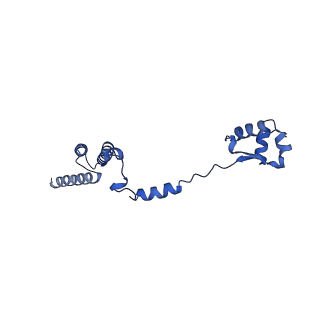 16905_8oj5_LR_v1-2
60S ribosomal subunit bound to the E3-UFM1 complex - state 3 (in-vitro reconstitution)