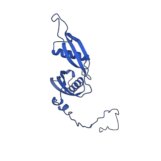 16905_8oj5_LS_v1-2
60S ribosomal subunit bound to the E3-UFM1 complex - state 3 (in-vitro reconstitution)