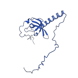 16905_8oj5_LT_v1-2
60S ribosomal subunit bound to the E3-UFM1 complex - state 3 (in-vitro reconstitution)