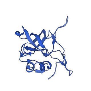 16905_8oj5_LV_v1-2
60S ribosomal subunit bound to the E3-UFM1 complex - state 3 (in-vitro reconstitution)