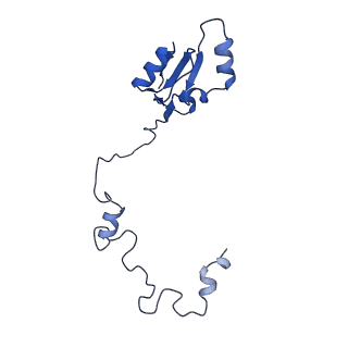 16905_8oj5_La_v1-2
60S ribosomal subunit bound to the E3-UFM1 complex - state 3 (in-vitro reconstitution)