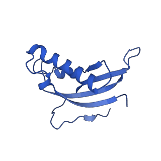 16905_8oj5_Ld_v1-2
60S ribosomal subunit bound to the E3-UFM1 complex - state 3 (in-vitro reconstitution)