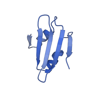 16905_8oj5_Lk_v1-2
60S ribosomal subunit bound to the E3-UFM1 complex - state 3 (in-vitro reconstitution)