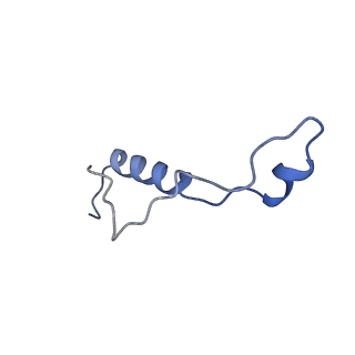 16905_8oj5_Ll_v1-2
60S ribosomal subunit bound to the E3-UFM1 complex - state 3 (in-vitro reconstitution)