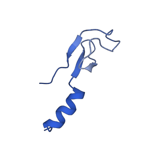 16905_8oj5_Lm_v1-2
60S ribosomal subunit bound to the E3-UFM1 complex - state 3 (in-vitro reconstitution)