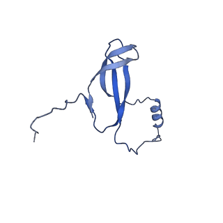 16905_8oj5_Lo_v1-2
60S ribosomal subunit bound to the E3-UFM1 complex - state 3 (in-vitro reconstitution)