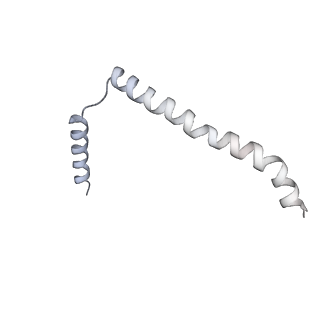 16908_8oj8_2_v1-2
60S ribosomal subunit bound to the E3-UFM1 complex - state 1 (native)