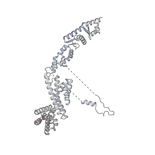 16908_8oj8_A_v1-2
60S ribosomal subunit bound to the E3-UFM1 complex - state 1 (native)