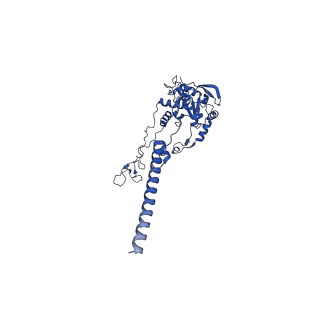 16908_8oj8_LC_v1-2
60S ribosomal subunit bound to the E3-UFM1 complex - state 1 (native)