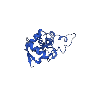 16908_8oj8_LJ_v1-2
60S ribosomal subunit bound to the E3-UFM1 complex - state 1 (native)