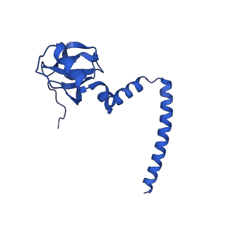 16908_8oj8_LM_v1-2
60S ribosomal subunit bound to the E3-UFM1 complex - state 1 (native)