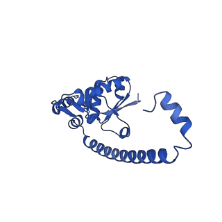 16908_8oj8_LO_v1-2
60S ribosomal subunit bound to the E3-UFM1 complex - state 1 (native)