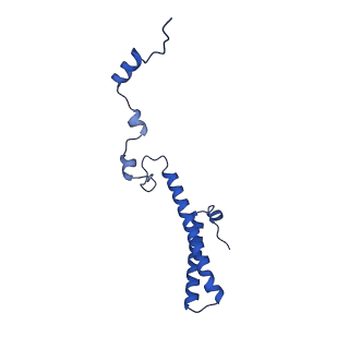 16908_8oj8_Lh_v1-2
60S ribosomal subunit bound to the E3-UFM1 complex - state 1 (native)