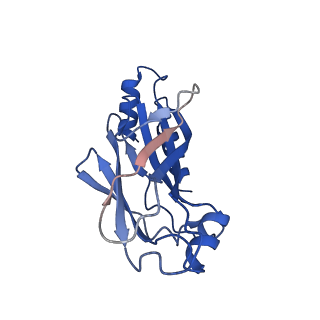 20083_6oj0_N_v1-5
Cryo-EM reconstruction of Sulfolobus polyhedral virus 1 (SPV1)