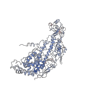 20086_6oj3_I_v1-4
In situ structure of rotavirus VP1 RNA-dependent RNA polymerase (TLP)