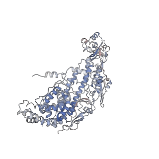 20086_6oj3_I_v1-5
In situ structure of rotavirus VP1 RNA-dependent RNA polymerase (TLP)