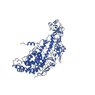20087_6oj4_I_v1-4
In situ structure of rotavirus VP1 RNA-dependent RNA polymerase (DLP)