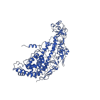 20087_6oj4_I_v1-5
In situ structure of rotavirus VP1 RNA-dependent RNA polymerase (DLP)