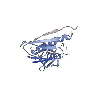 0598_6olz_AH_v1-1
Human ribosome nascent chain complex (PCSK9-RNC) stalled by a drug-like molecule with PP tRNA